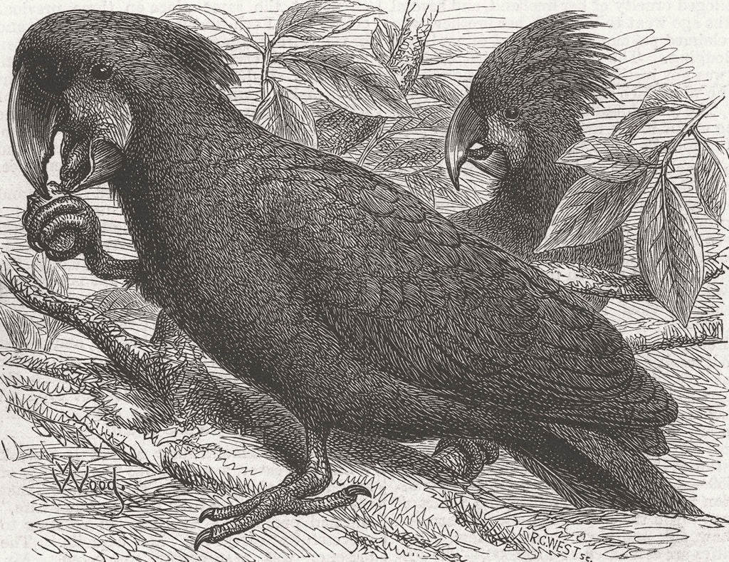 ANIMALS. London Zoo. Gt Black Cockatoo of New Guinea 1875 old antique print
